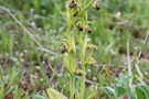 Ophrys umbilicata